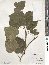 Hedera colchica image