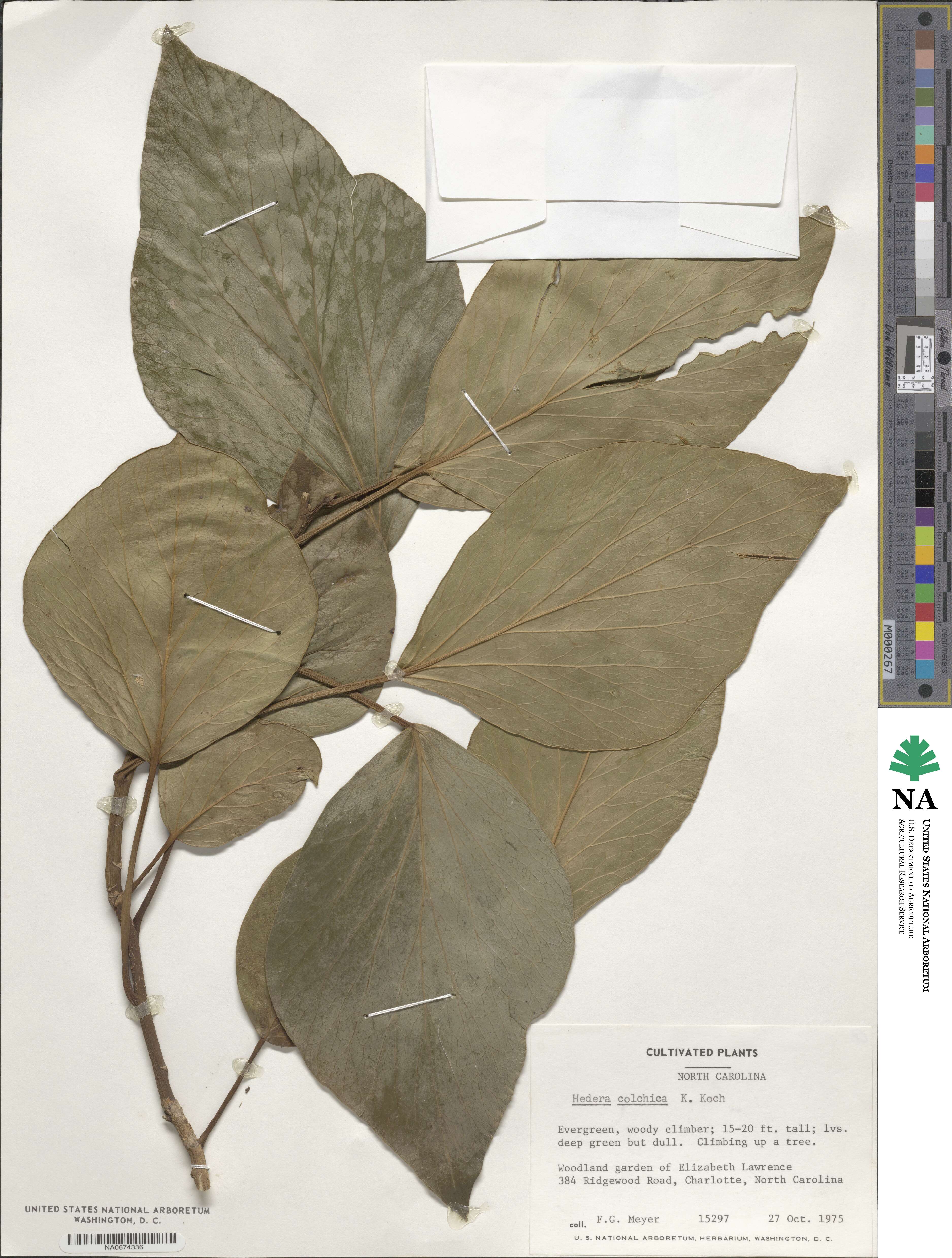 Hedera colchica image