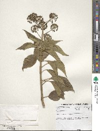 Hedera helix image