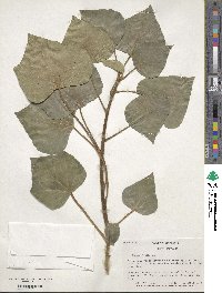 Hedera helix image