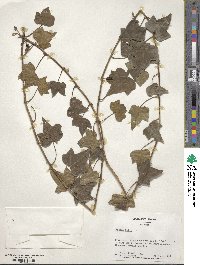 Hedera helix image