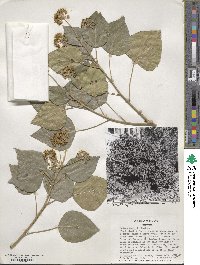 Hedera helix image