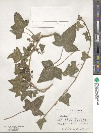 Hedera helix image