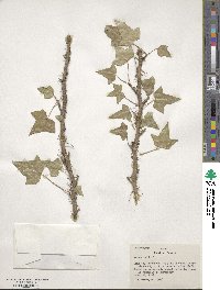 Hedera helix image