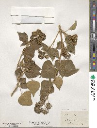 Hedera helix image