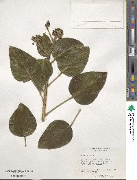 Hedera helix image