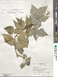 Hedera helix image