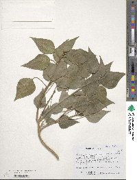 Hedera helix f. helix image