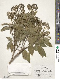 Hedera helix f. helix image