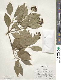 Hedera helix f. helix image