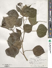 Hedera helix f. helix image