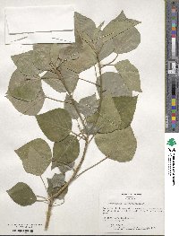 Hedera helix f. helix image