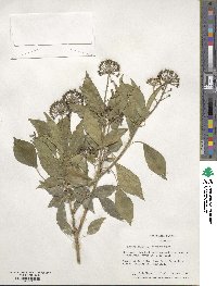 Hedera helix f. helix image