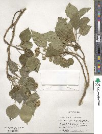 Hedera helix f. helix image