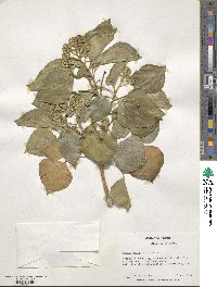 Hedera helix f. helix image