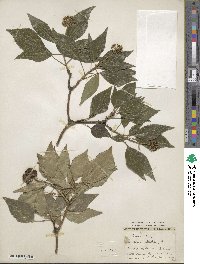 Hedera helix f. helix image