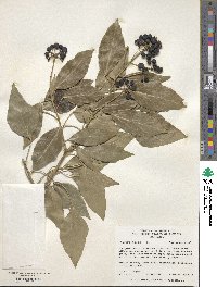 Hedera helix image