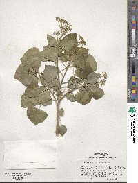 Hedera helix f. helix image