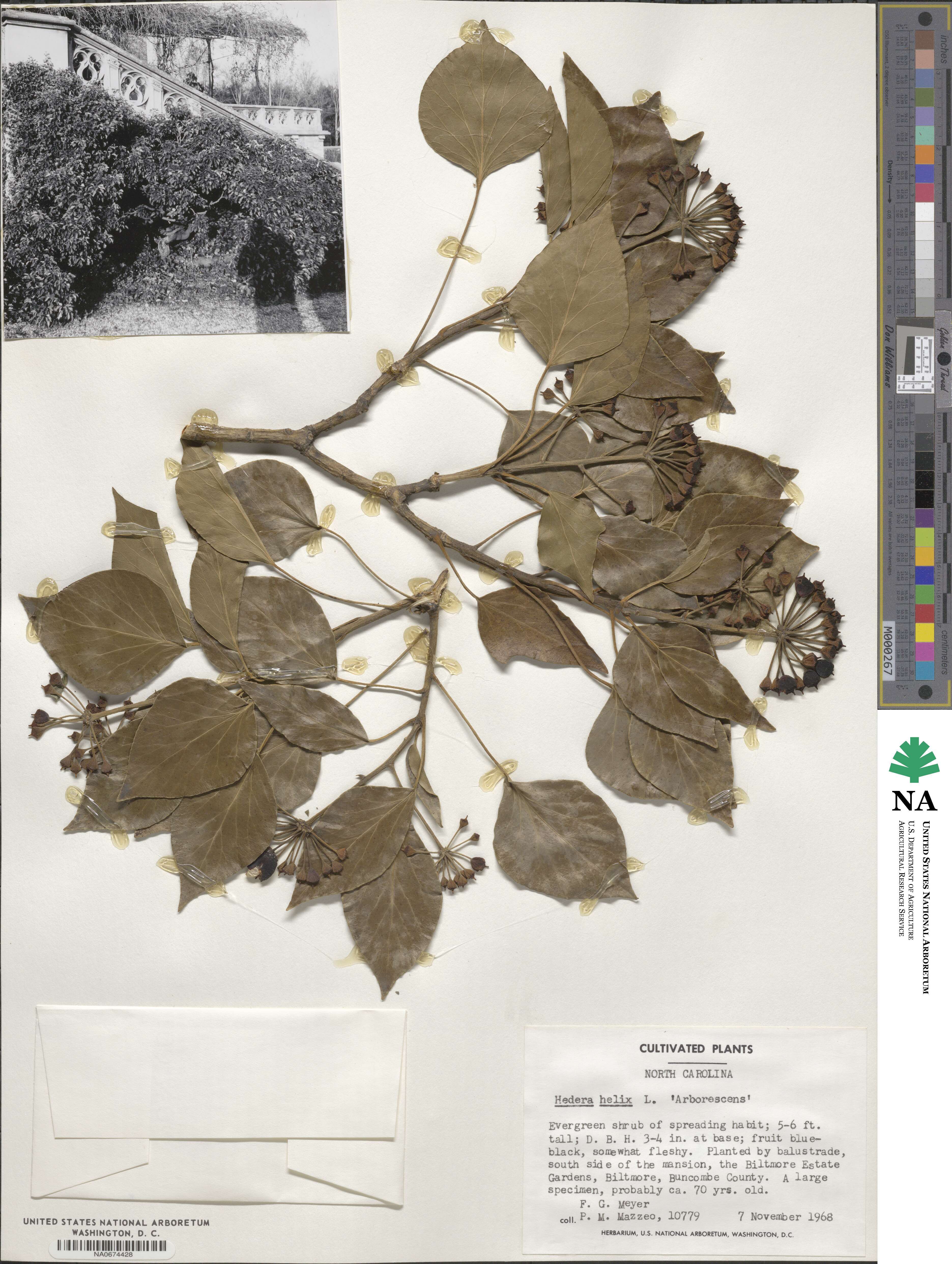Hedera helix f. helix image