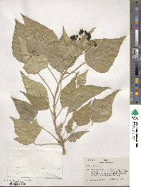 Hedera helix image