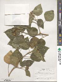 Hedera helix f. helix image