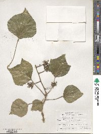 Hedera helix image