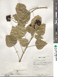 Hedera helix f. helix image