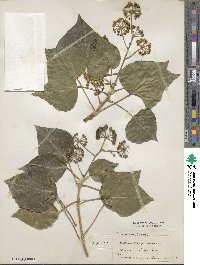 Hedera helix f. helix image