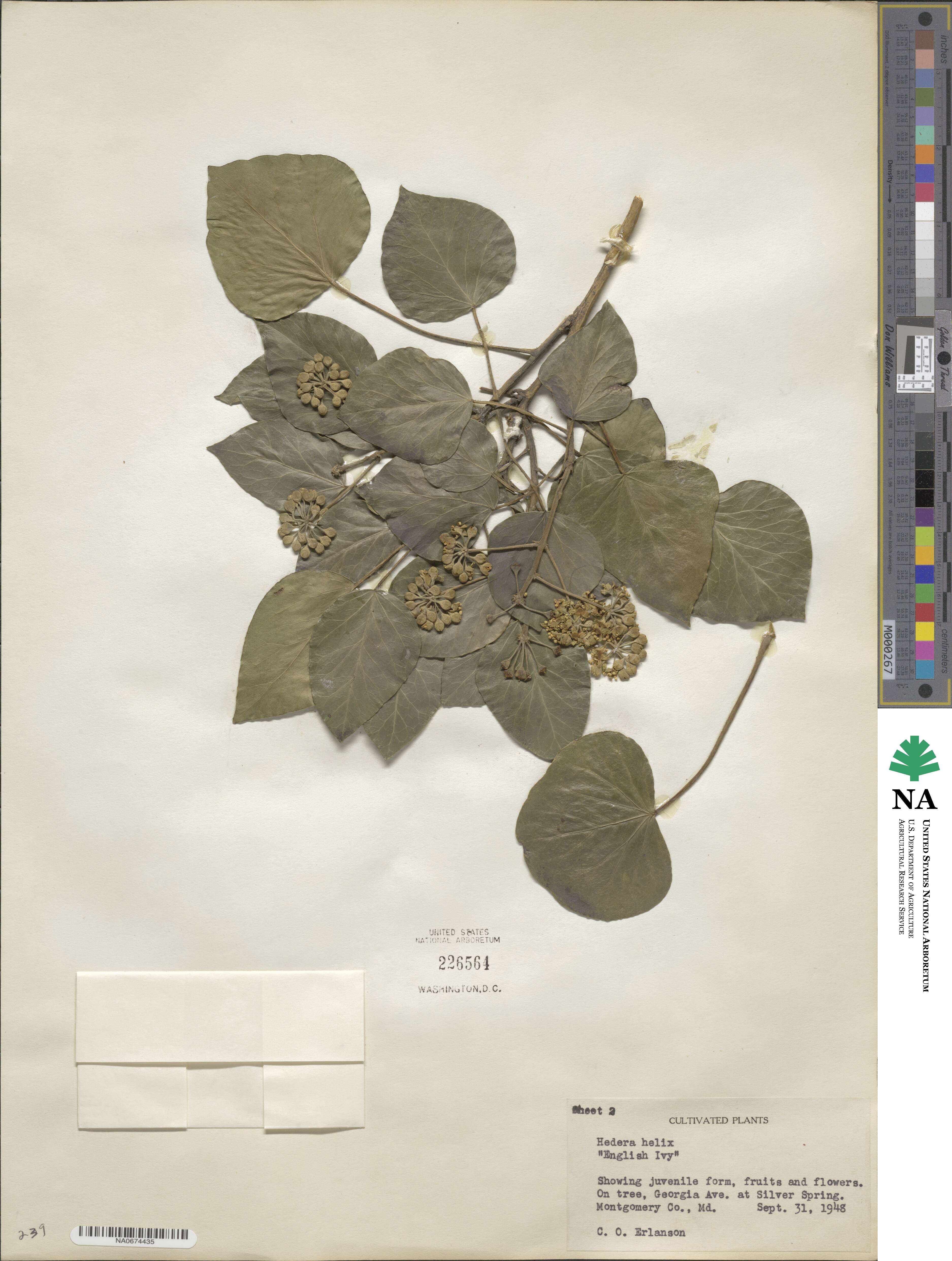 Hedera helix f. helix image