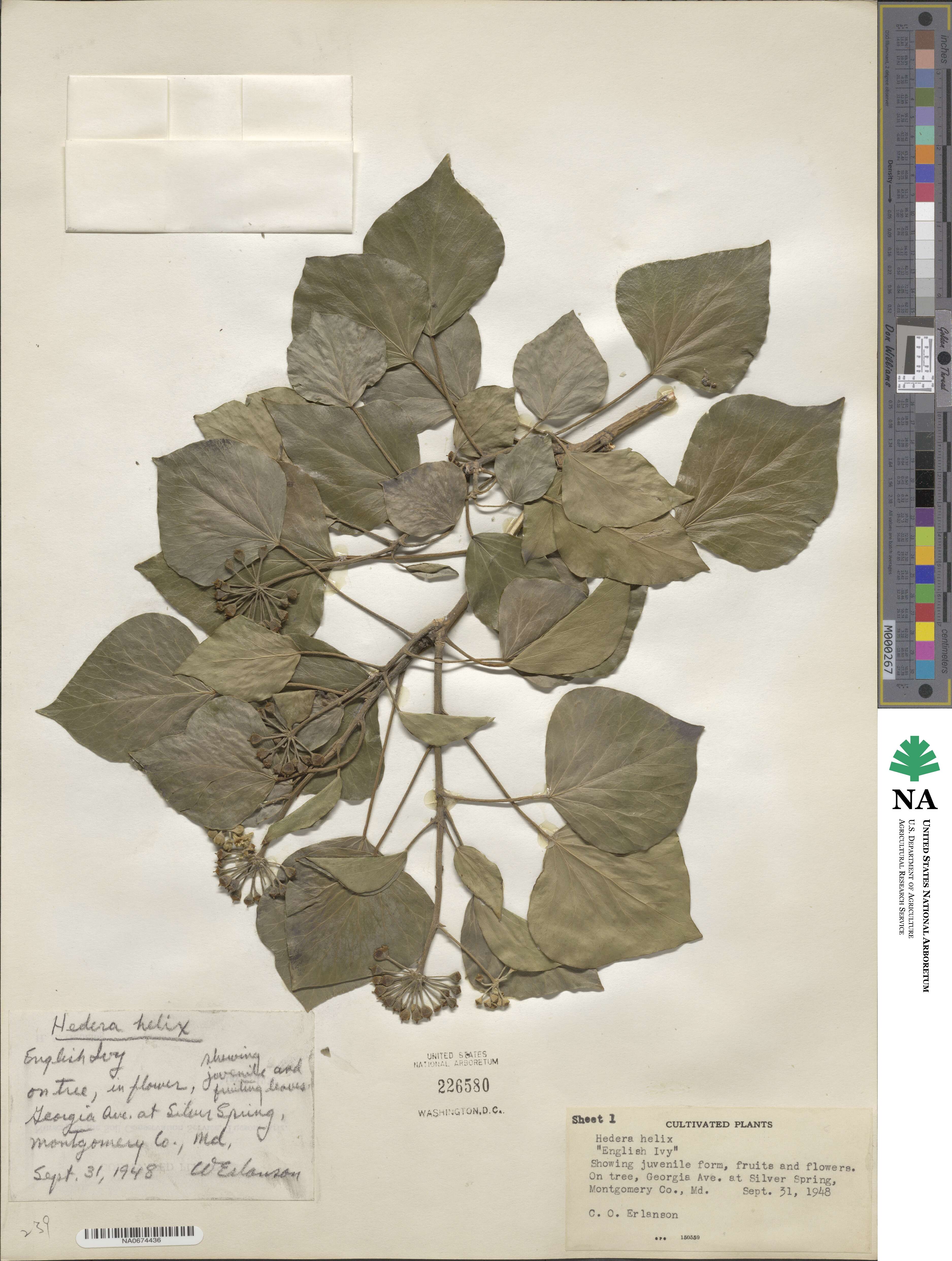 Hedera helix f. helix image