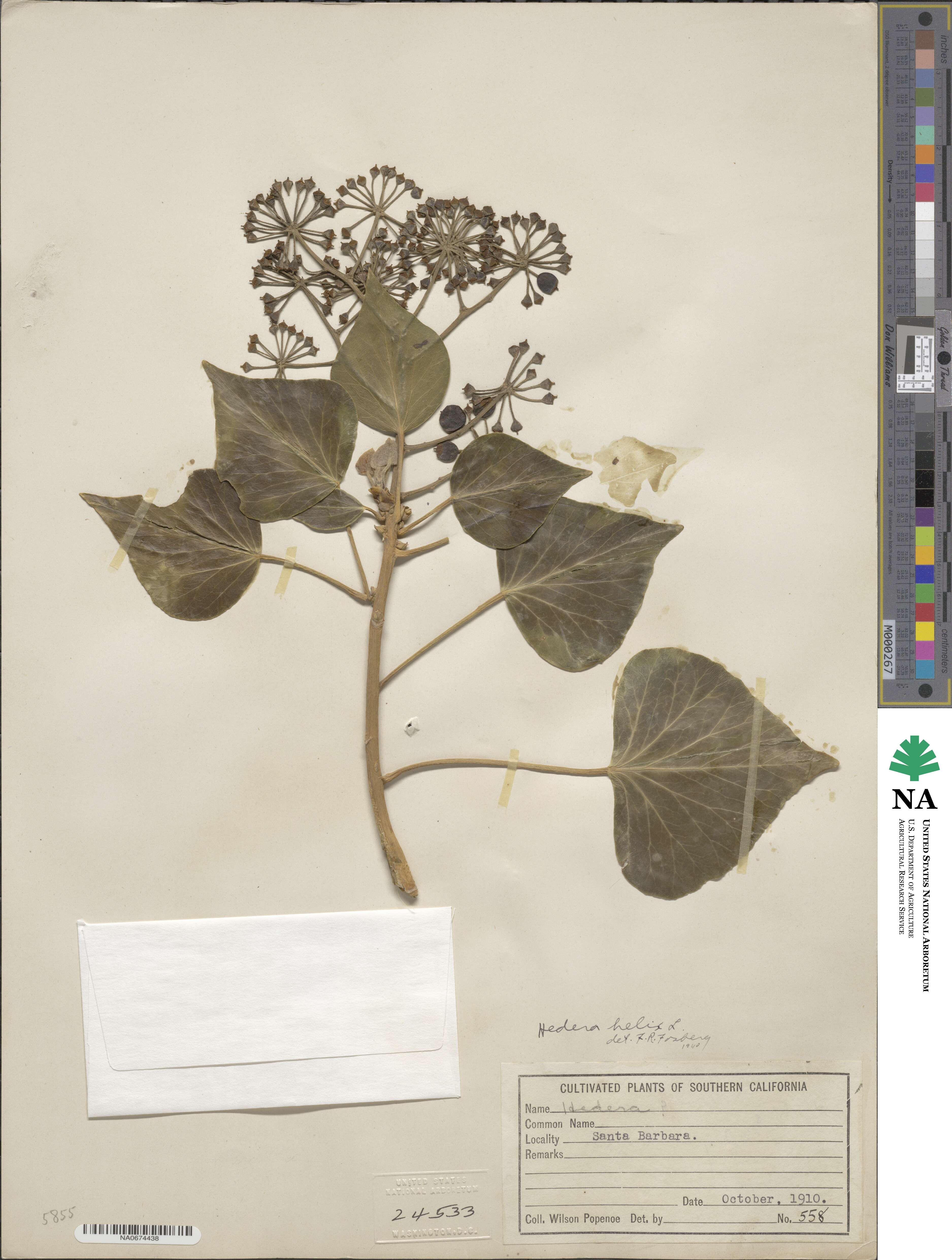 Hedera helix f. helix image