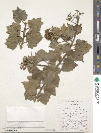 Hedera helix image