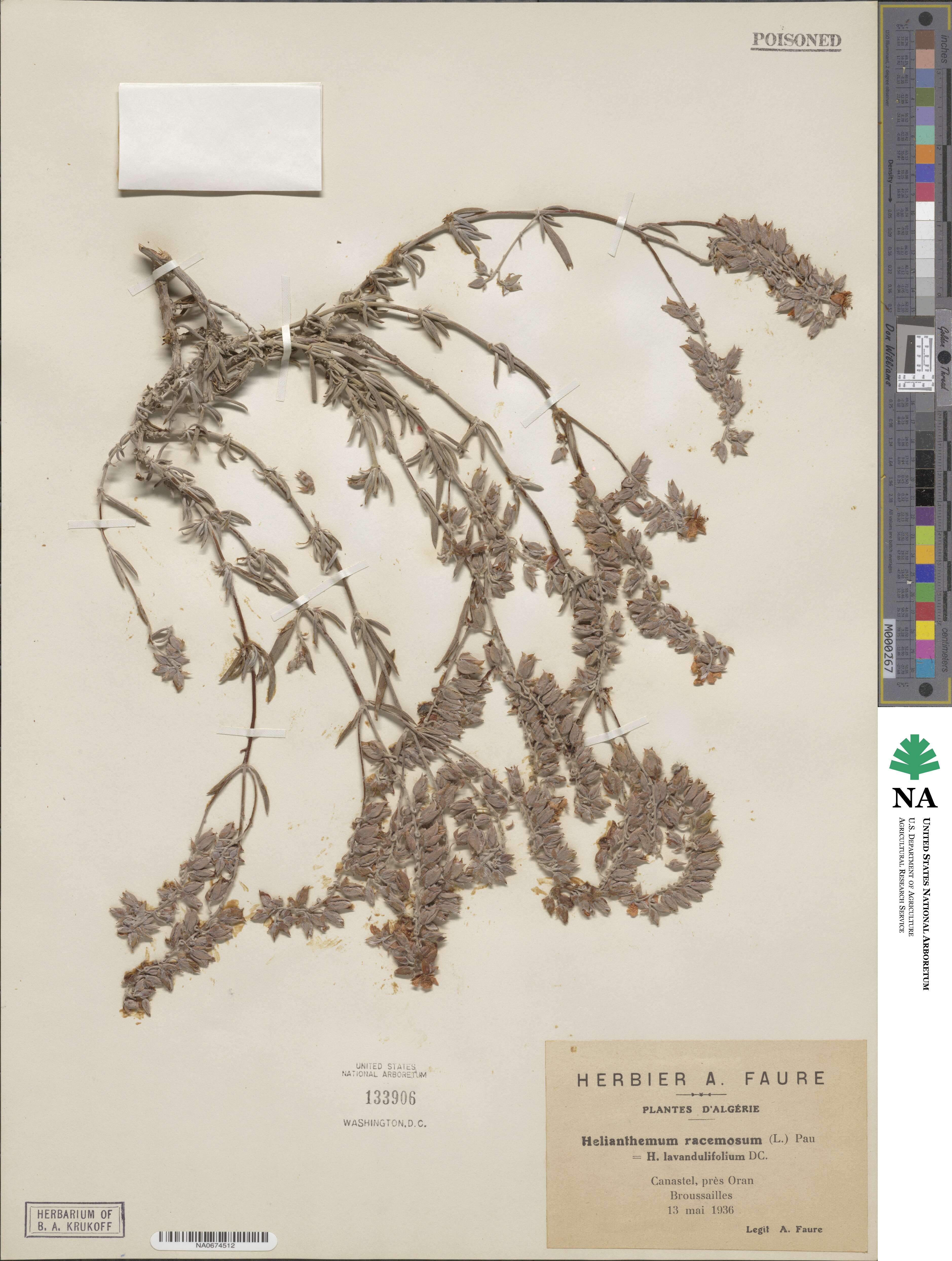 Helianthemum nummularium subsp. obscurum image