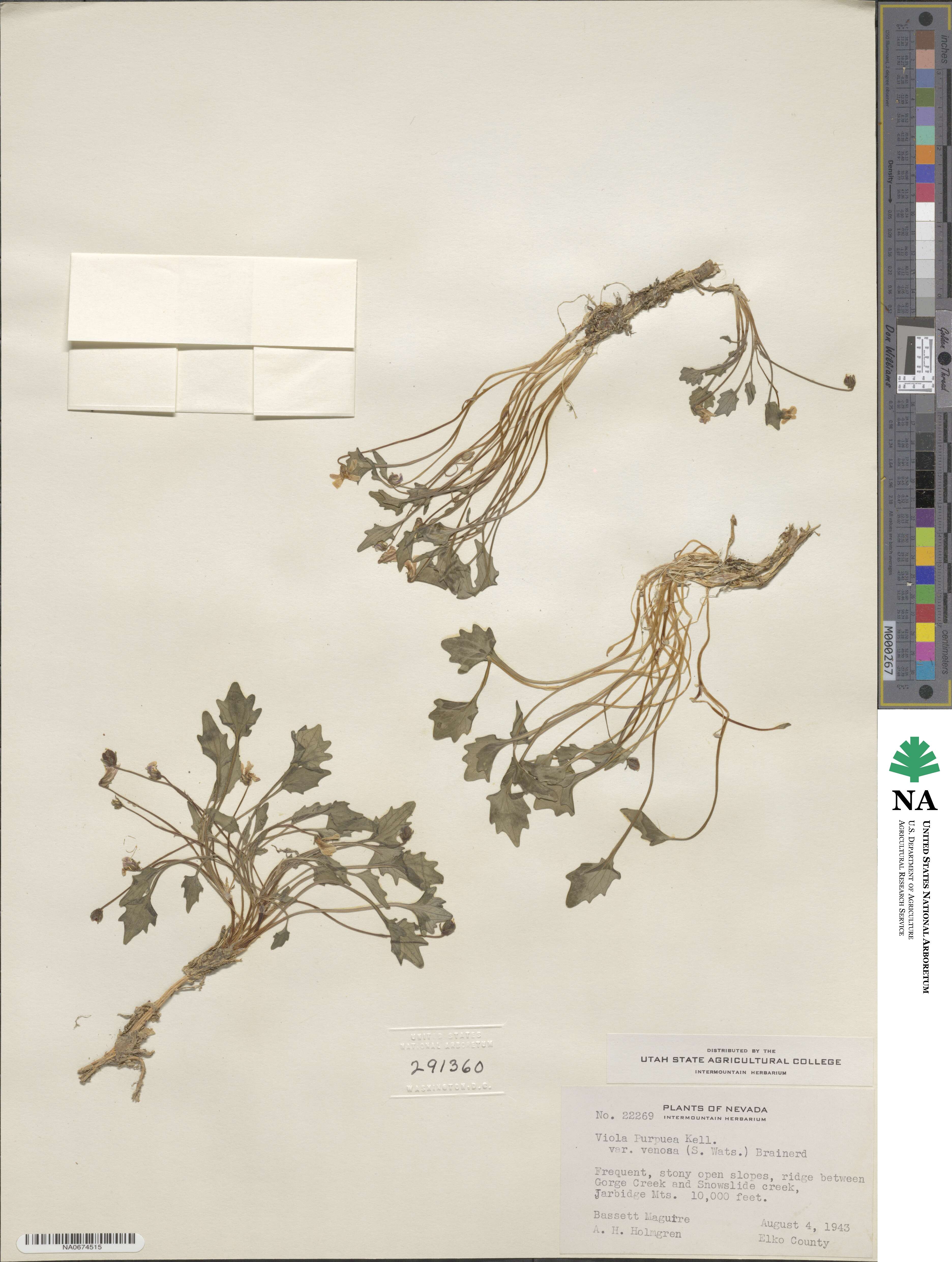 Viola purpurea subsp. venosa image