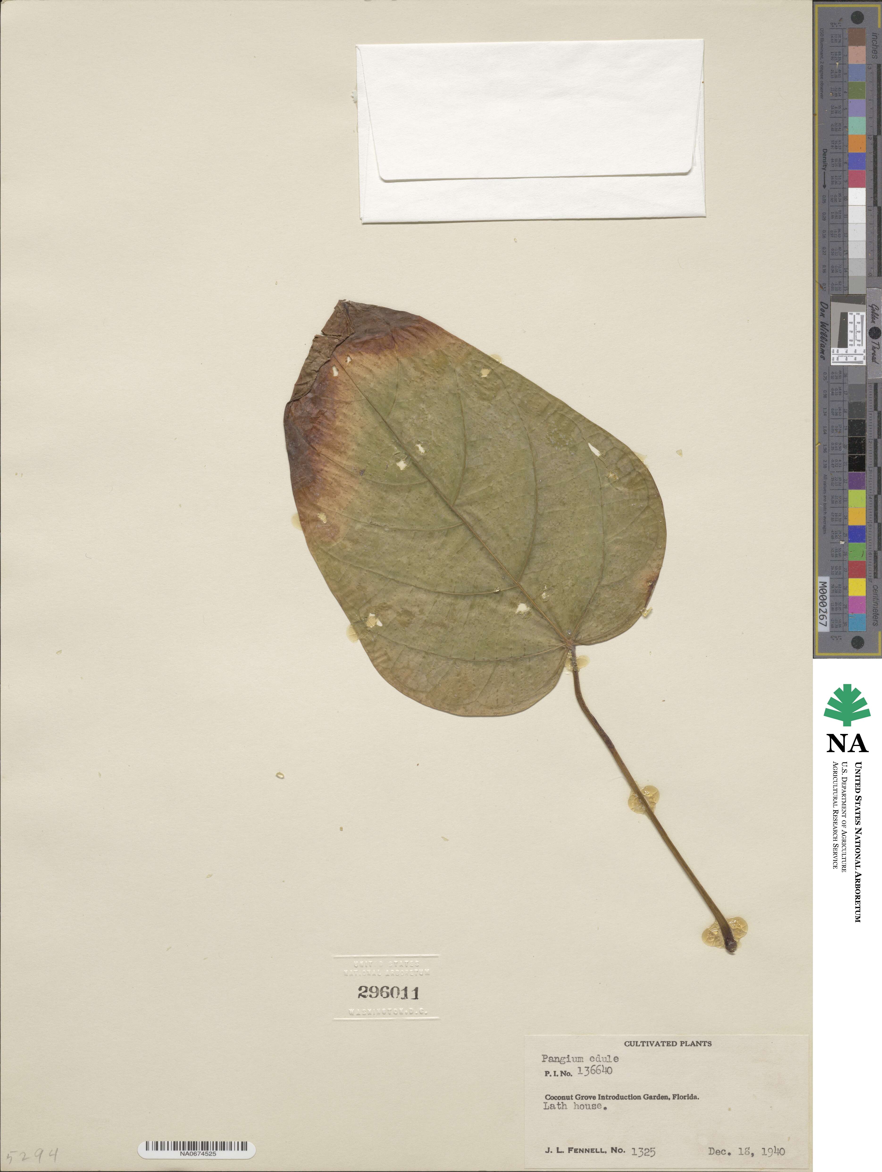 Pangium edule image