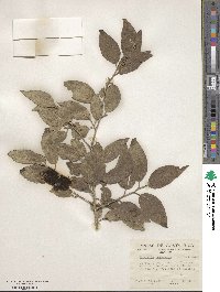 Dovyalis hebecarpa image