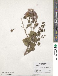 Lagerstroemia indica image