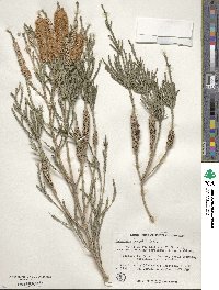 Melaleuca huegelii image