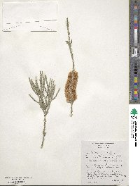 Melaleuca huegelii image