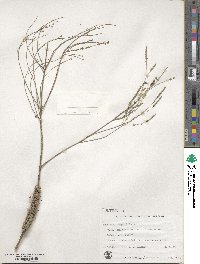 Melaleuca huegelii image