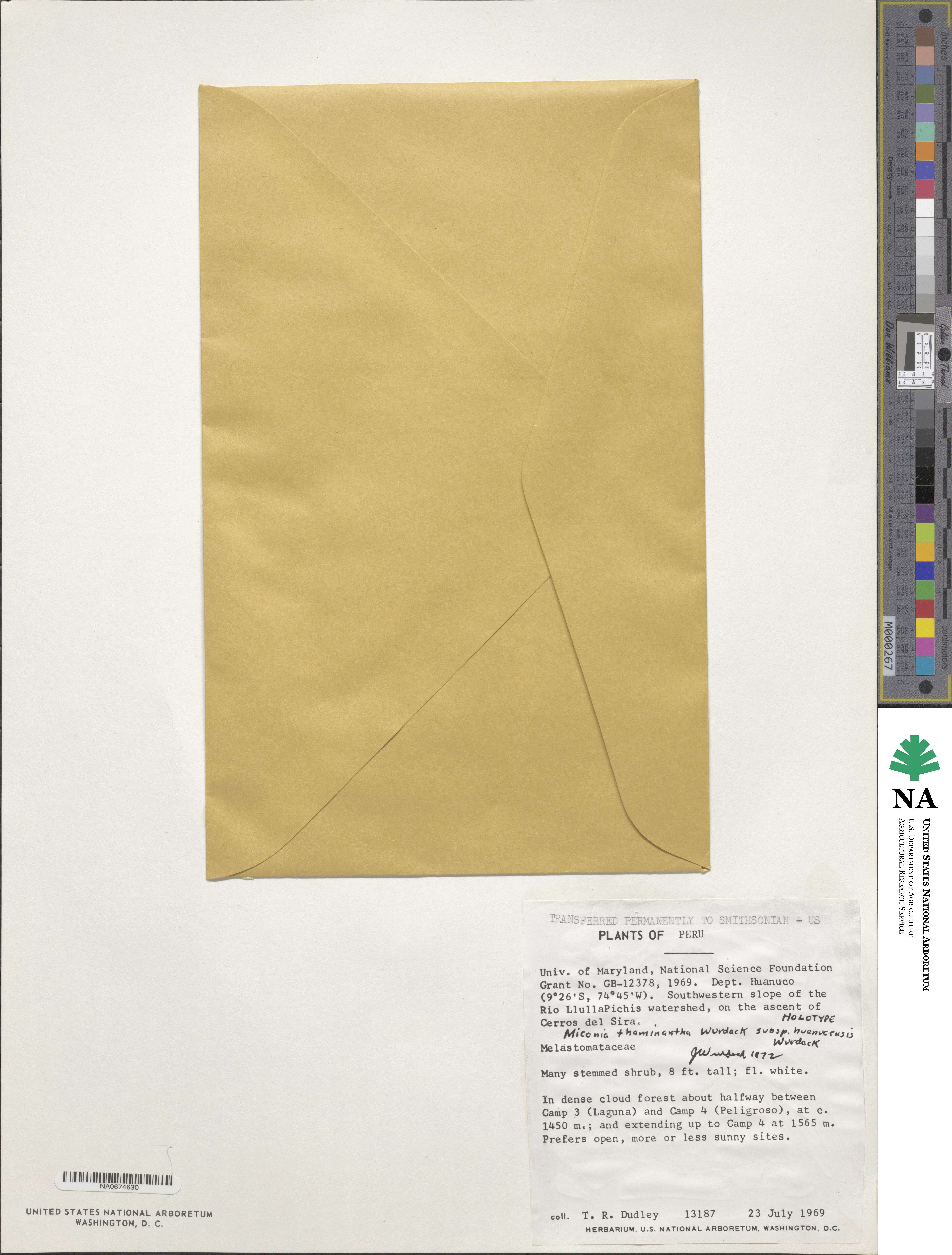 Miconia thaminantha image