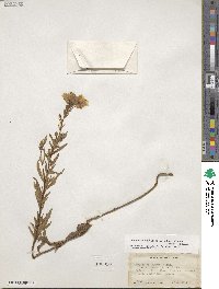 Oenothera fruticosa subsp. tetragona image