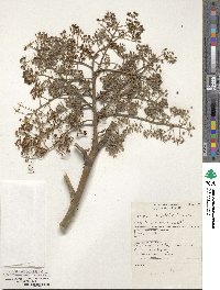 Aralia stipulata image