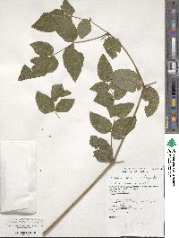 Aralia stipulata image