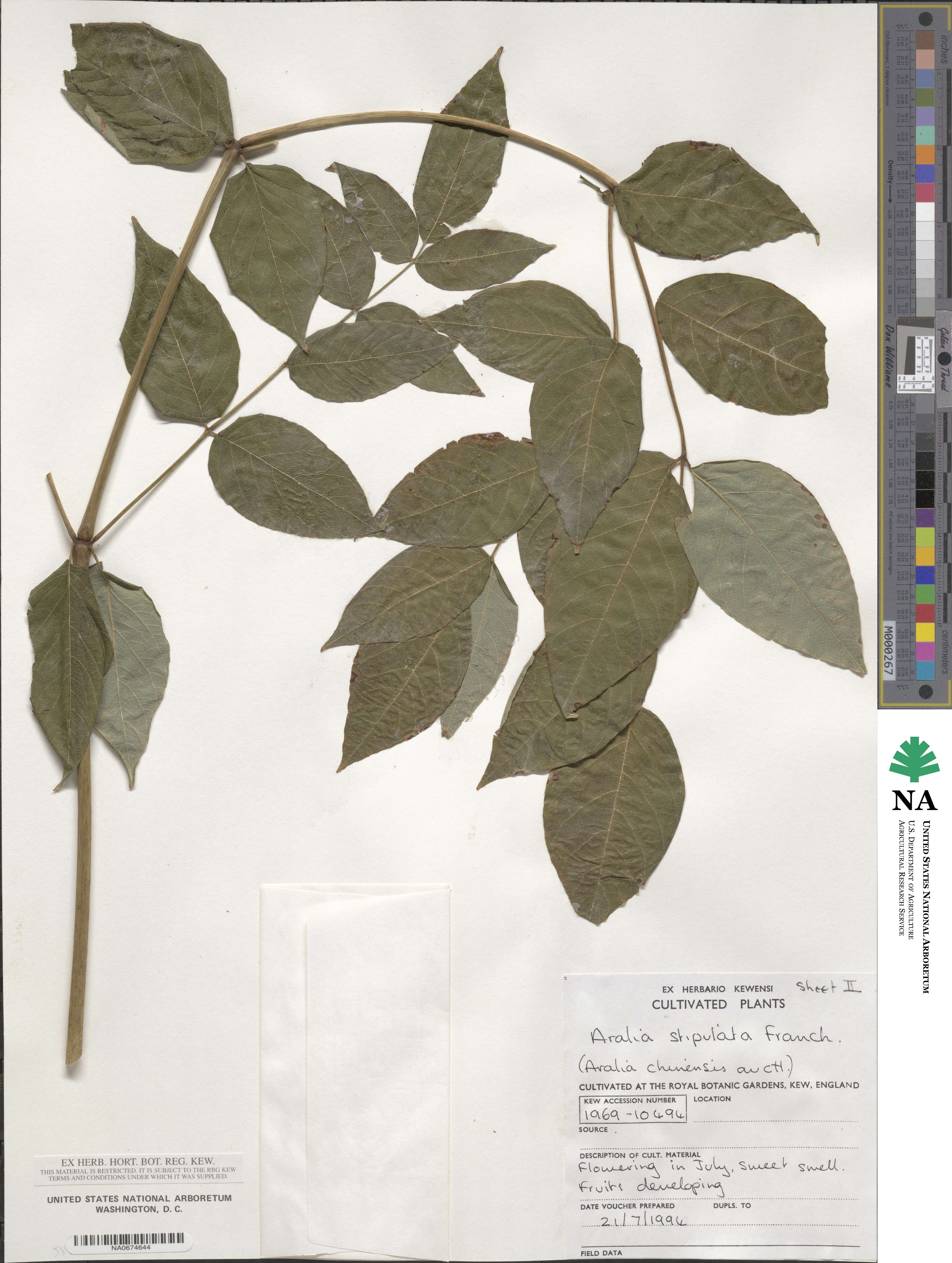 Aralia stipulata image