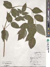 Aralia stipulata image