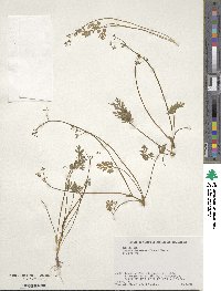 Aegopodium decumbens image