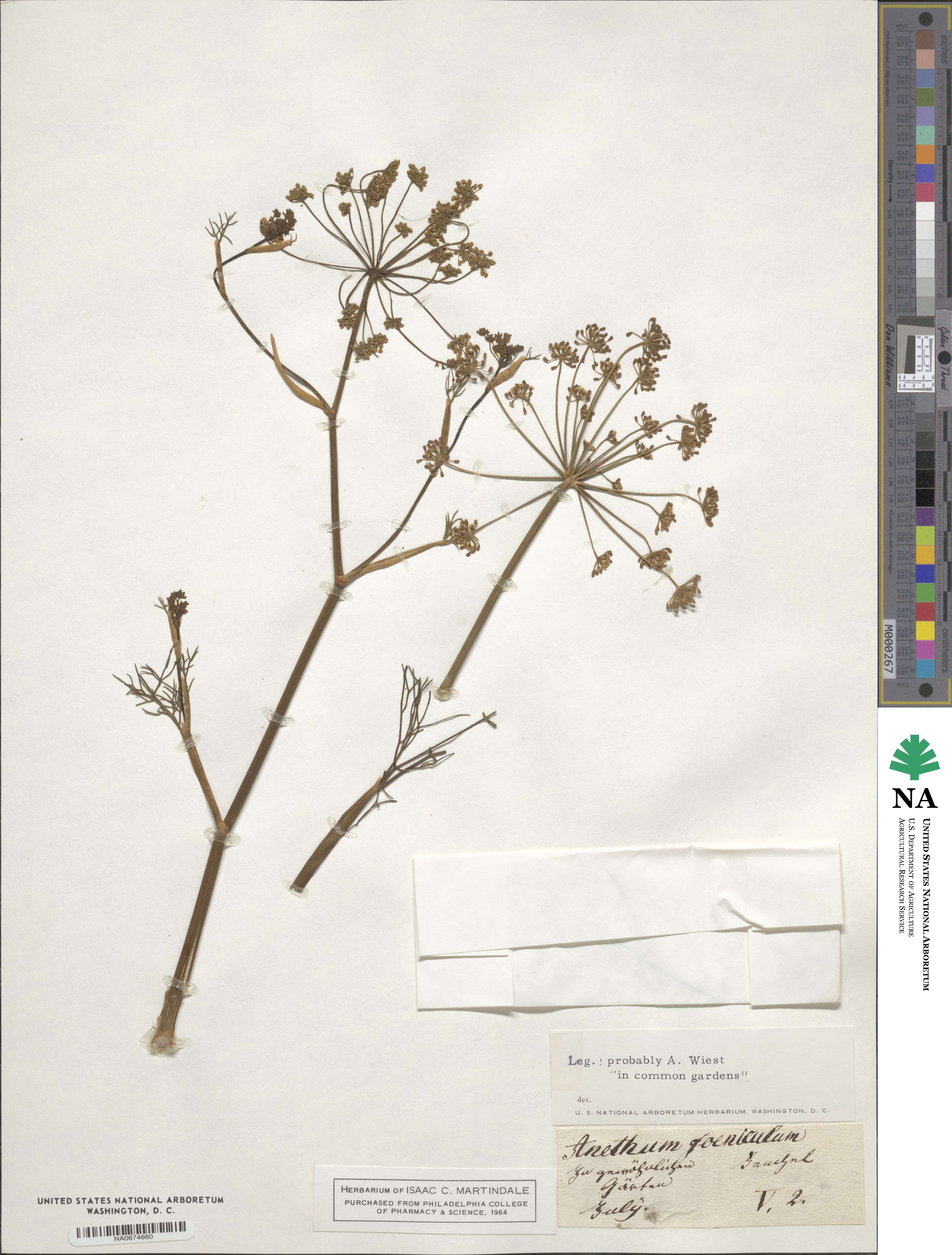 Foeniculum vulgare subsp. vulgare image