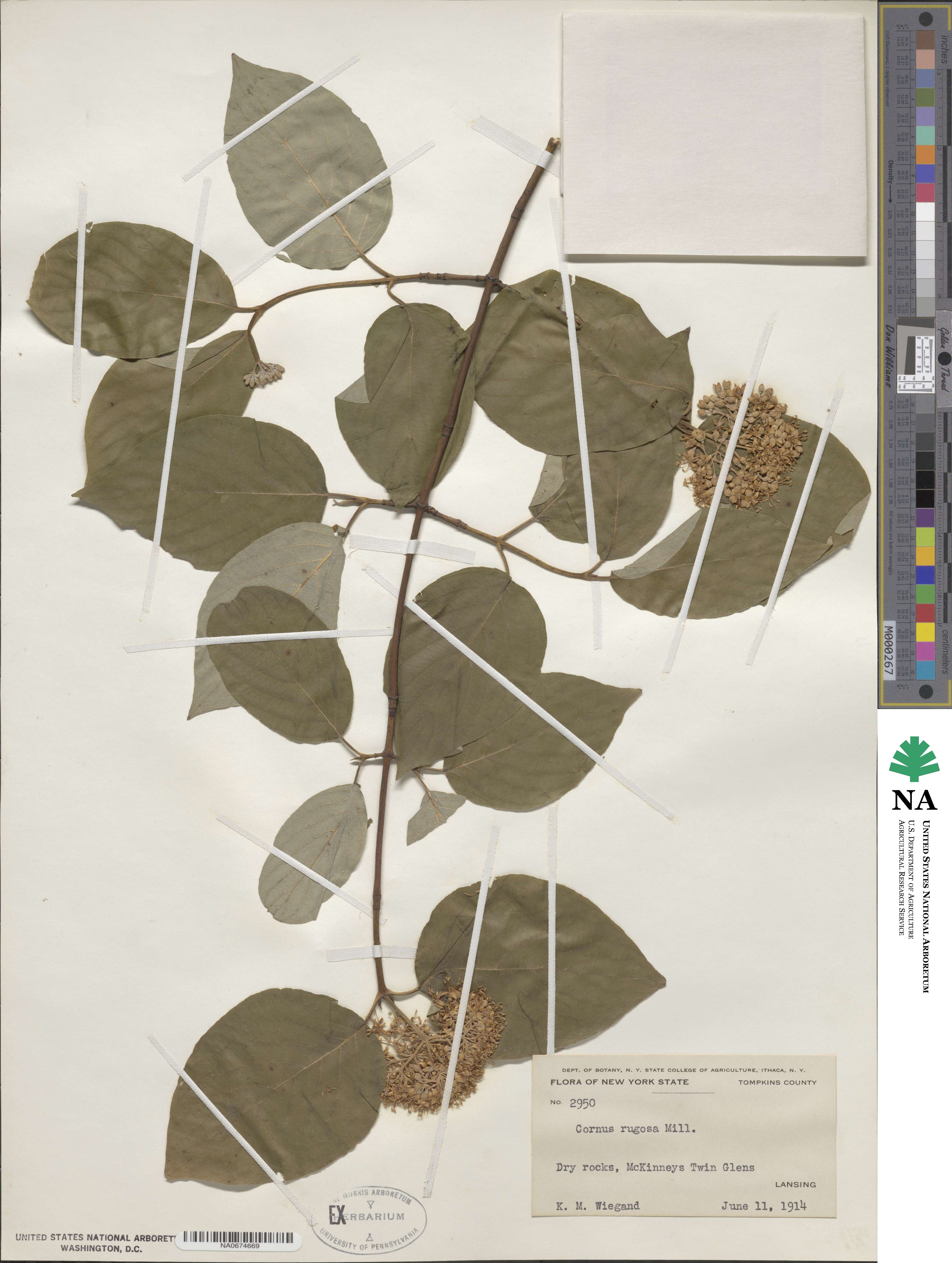 Cornus rugosa image
