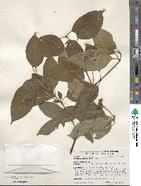 Cornus rugosa image